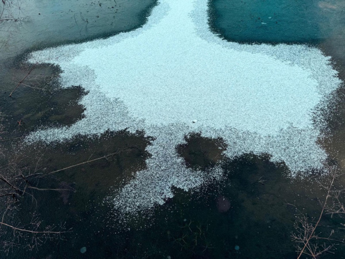In de serre van de Vignoble de Genval